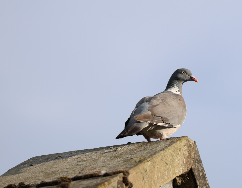 Wood Pigeon, Guiseley